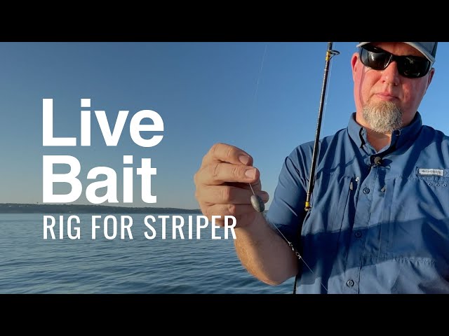 Video thumbnail for Live Bait Rig and Setup for Striped Bass
