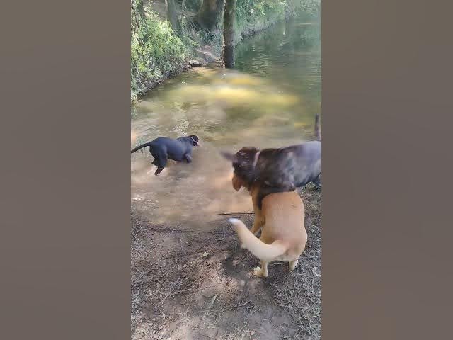 Video thumbnail for what if a homeless person with 4 dogs find a other dog .