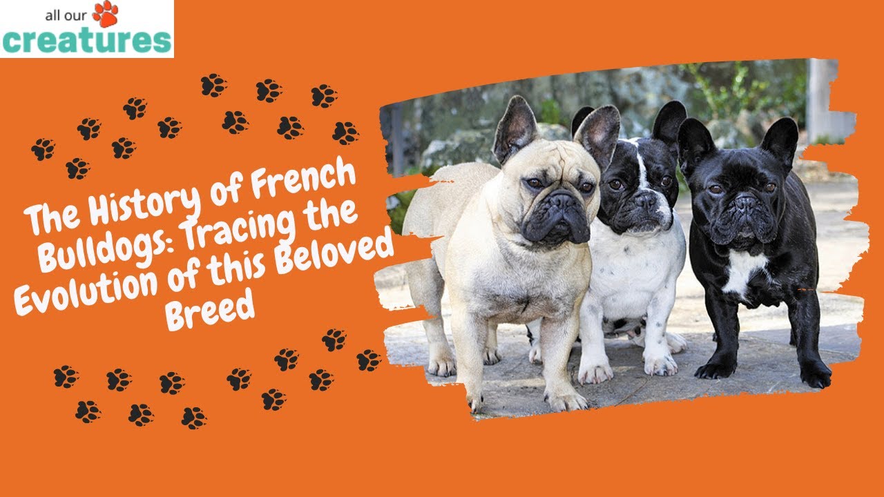 Video thumbnail for The History of French Bulldogs: Tracing the Evolution of this Beloved Breed