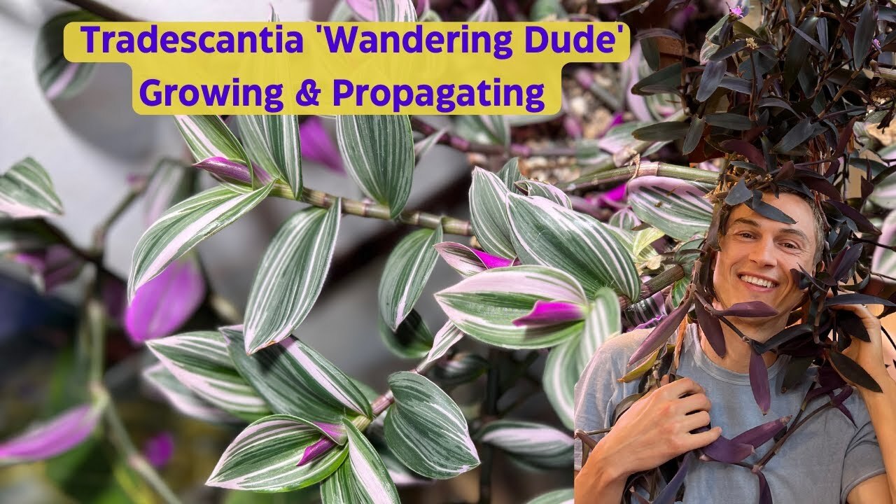 Video thumbnail for Tradescantia Indoors - Inch Plant - Complete Growing Guide & Propagation