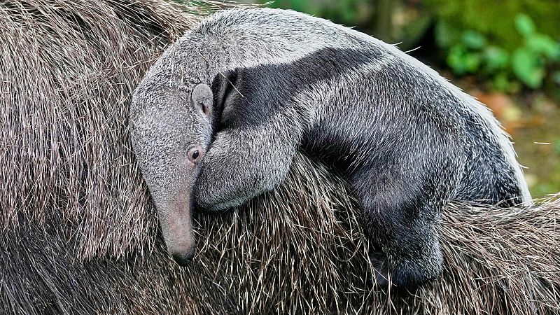 'Video thumbnail for Giant anteater cub makes first appearance at Cologne zoon'