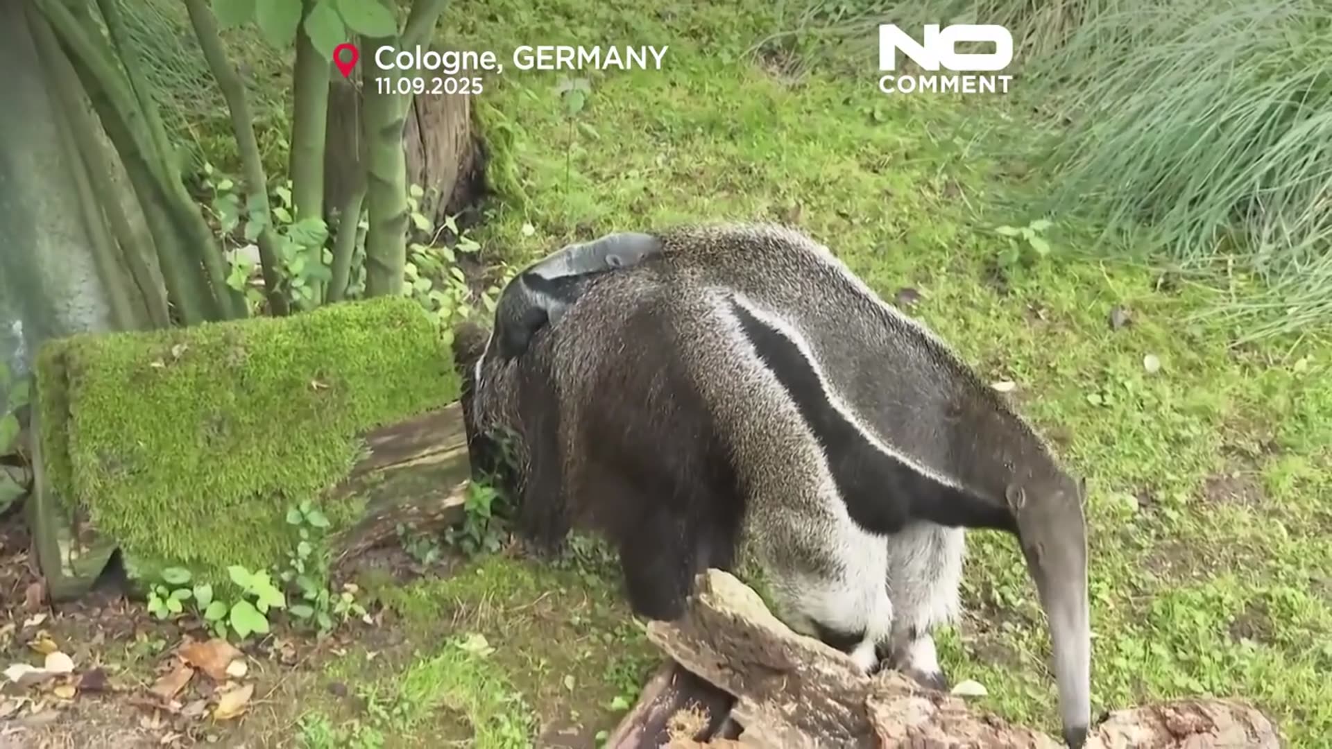 'Video thumbnail for Giant anteater cub makes first appearance at Cologne zoon'