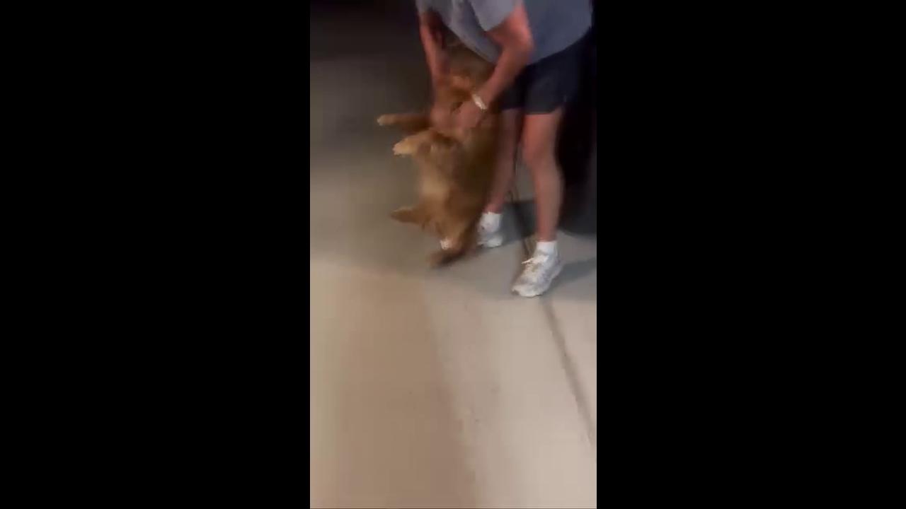 Video thumbnail for Golden Retriever Overjoyed at Reunion after Two Weeks Apart