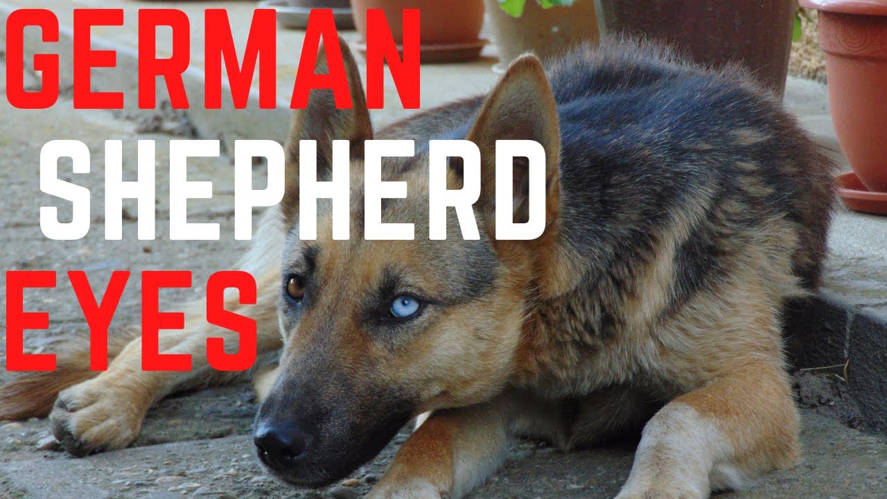 Video thumbnail for German Shepherd Eyes and German shepherd eye colors