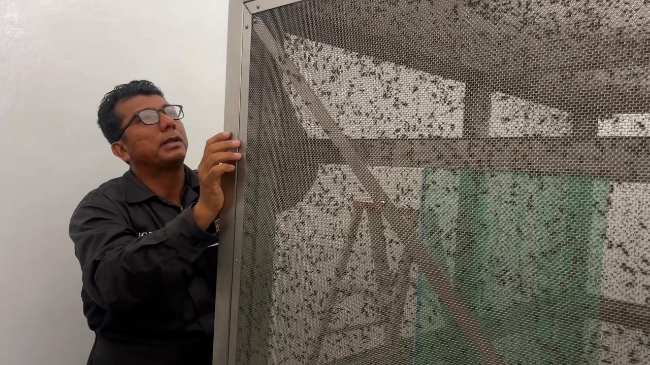 Video thumbnail for Mexico: US, Mexico launch sterile fly facility to combat screwworm pest.