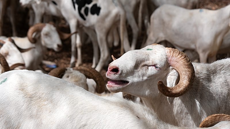 Video thumbnail for Eid shoppers hit by soaring sheep prices in Ivory Coast