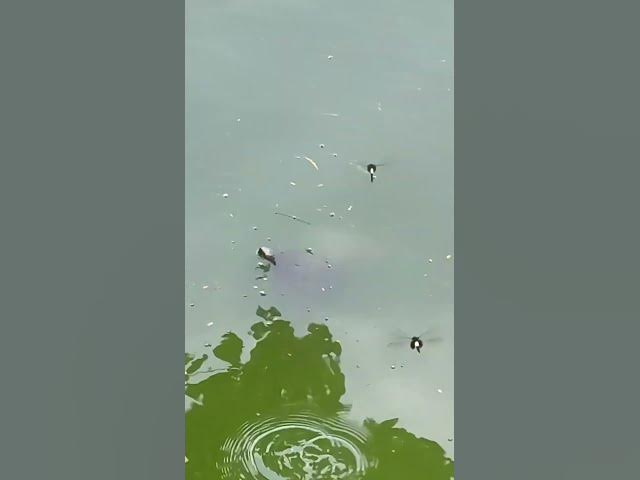 Video thumbnail for Hanoi's lake is full of turtles 🐢
