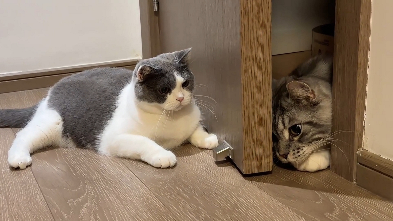 Video thumbnail for Two Cats Playfully Face Off Through a Door in Zhejiang