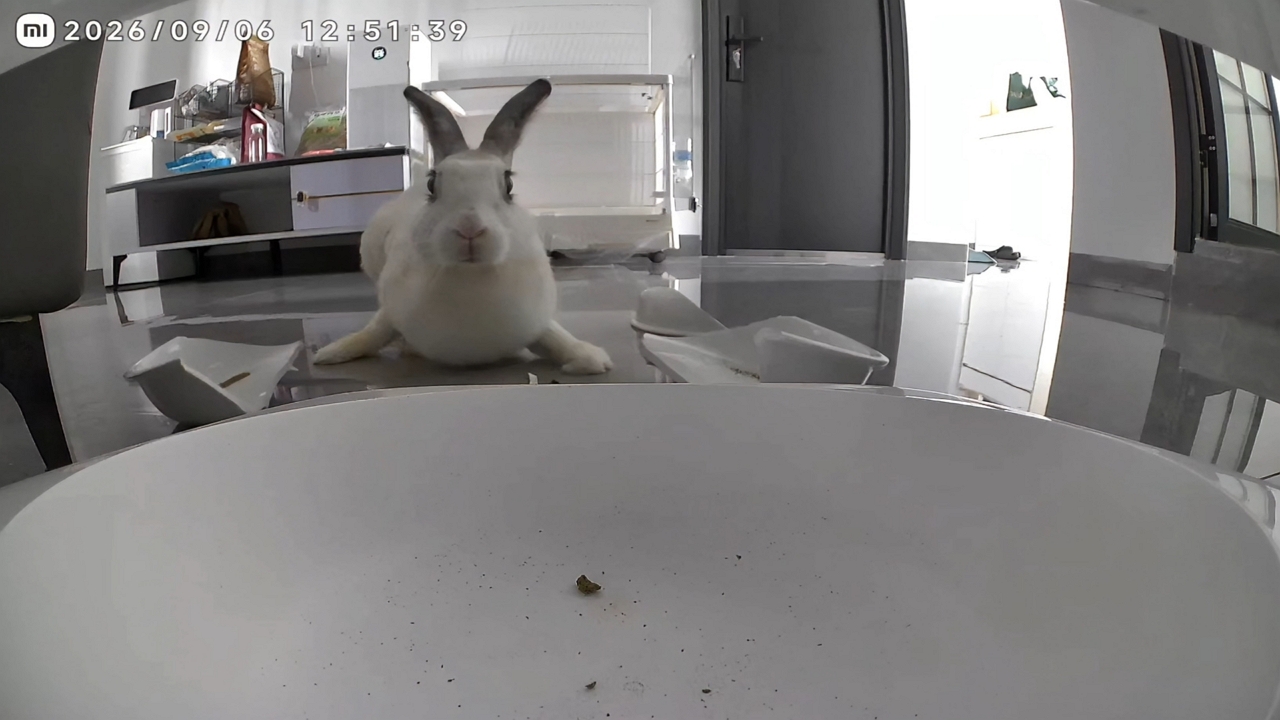 Video thumbnail for Rabbit Accidentally Breaks Plate After Meal in Fujian
