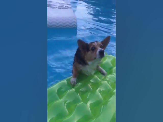 Video thumbnail for Czy pies może jeść cebulę? #shorts