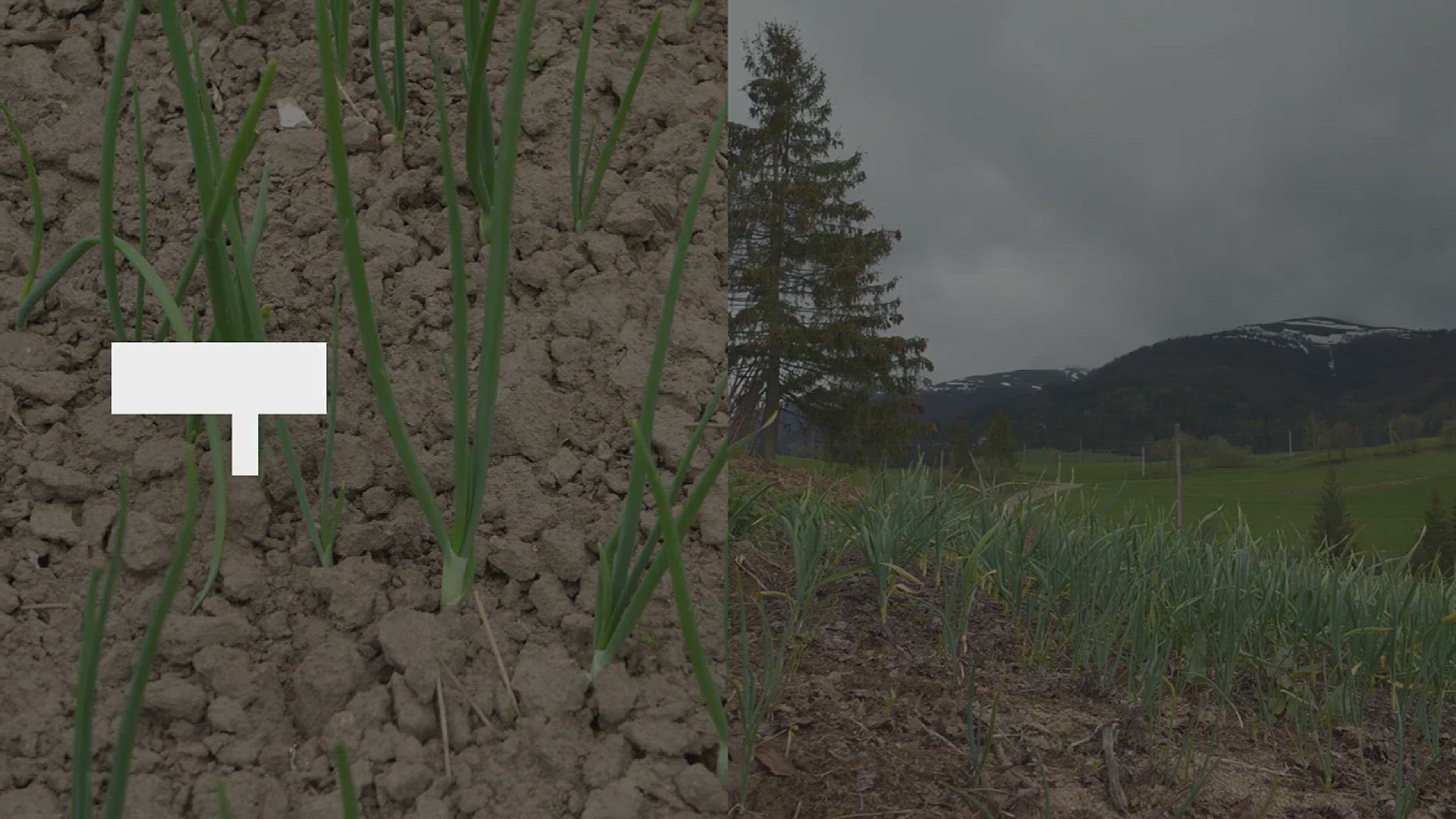 'Video thumbnail for How to Grow Garlic in Your Garden'