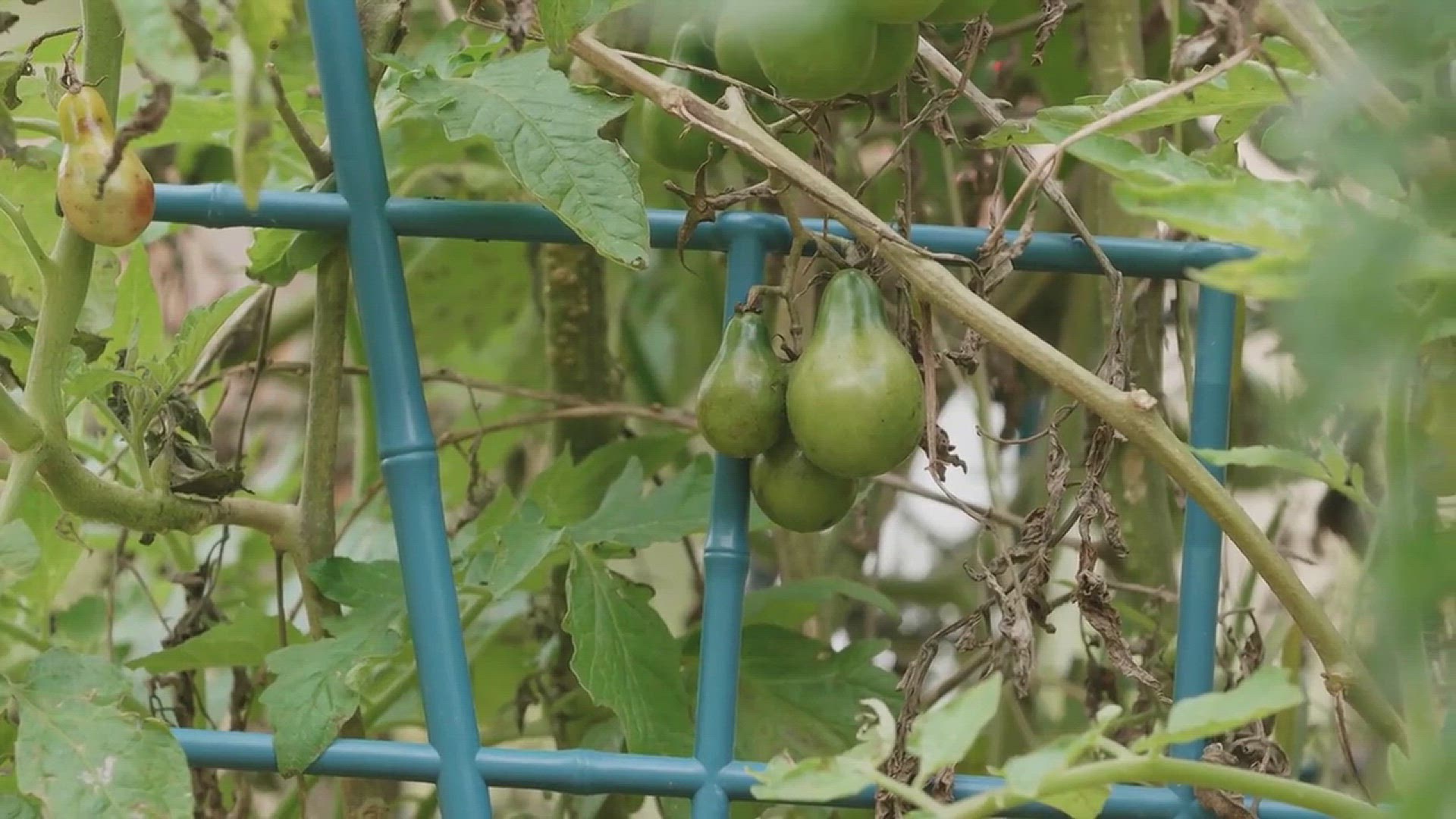 'Video thumbnail for Tips for Growing Tomatoes in Your Backyard'