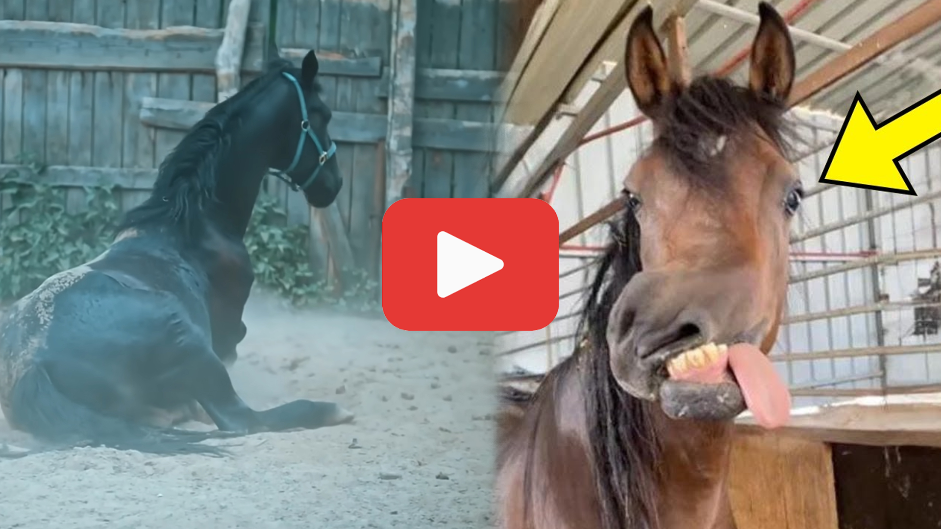 Video thumbnail for She Found a Mysterious Horse—The Vet’s Reaction Was Heartbreaking