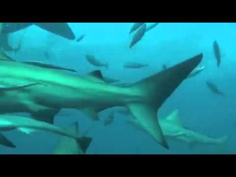 Video thumbnail for Aliwal Shoal