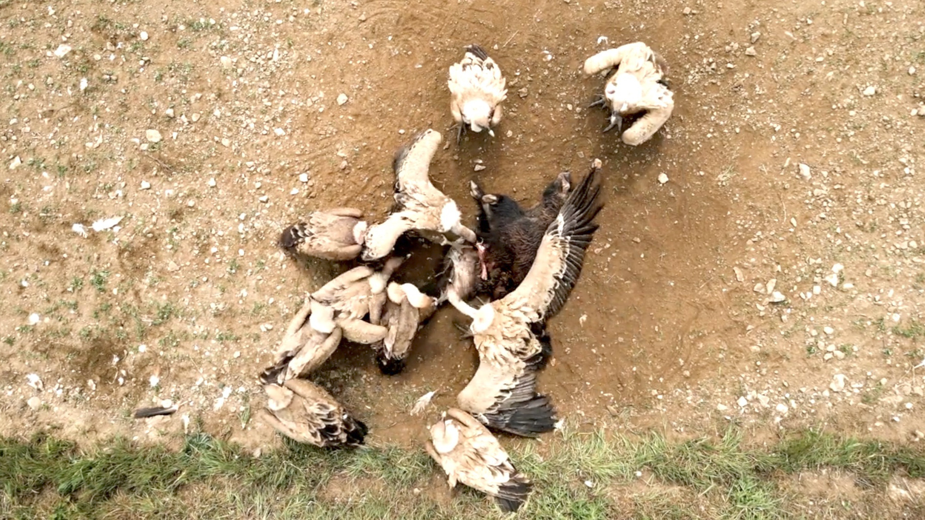 Video thumbnail for Disappearance of Vultures in India Tied to Unintended Human Costs