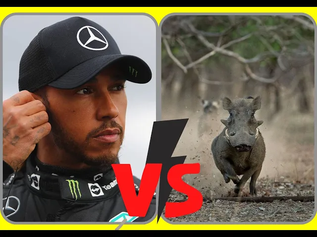 Video thumbnail for Lewis Hamilton vs Warthog 😂😂😂😂#lewishamilton #fyp #formula1 #grandprix