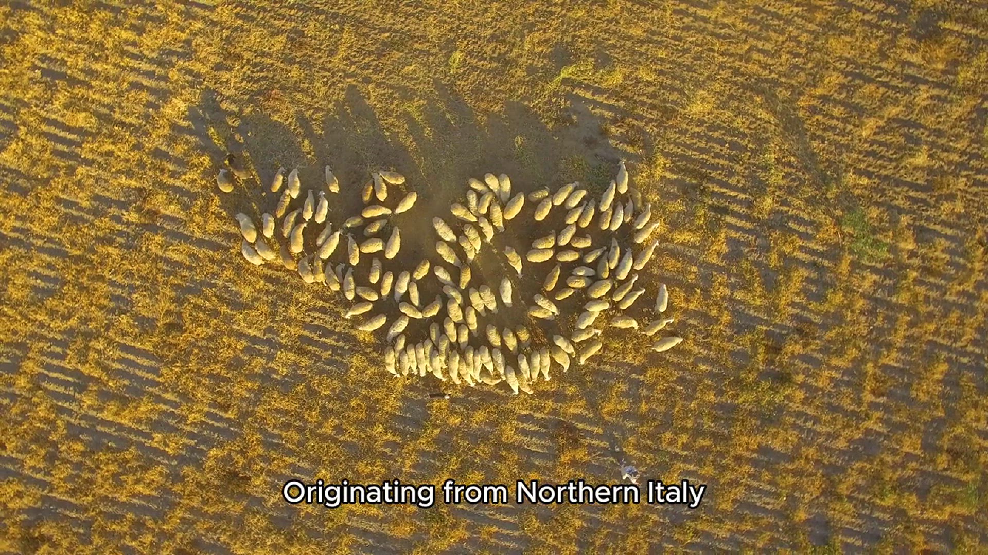 Video thumbnail for Rositto