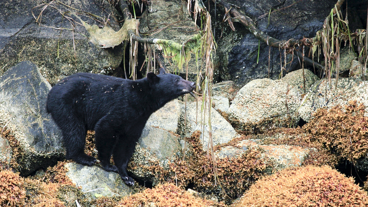 'Video thumbnail for Clayoquot Sound auf Vancouver Island | Kanada'