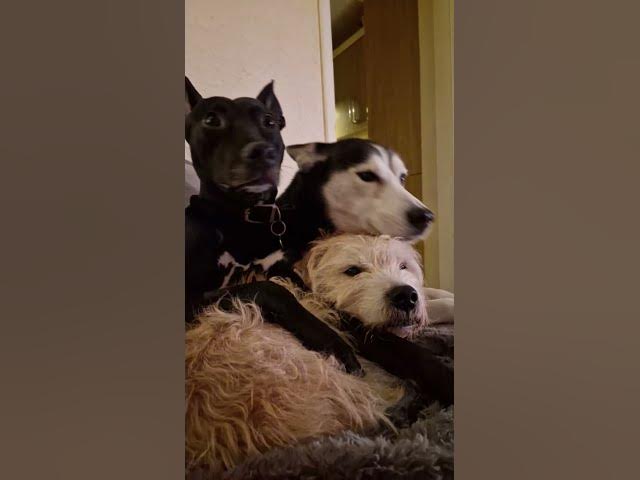 Video thumbnail for In Memory of Bruno.... forever a legend, and in love with his Ghost