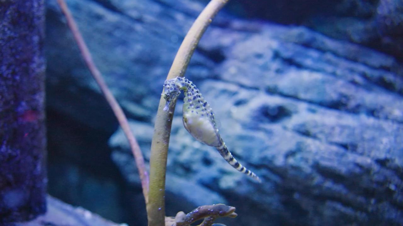 Video thumbnail for Male seahorse gives birth to 34 babies after month-long pregnancy.