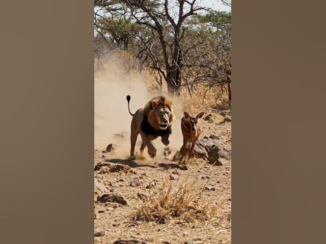 Video thumbnail for lion attack hiran and eating #animals #varudukaavalenutrailer #junglelife #lion #wildanimals #foryou