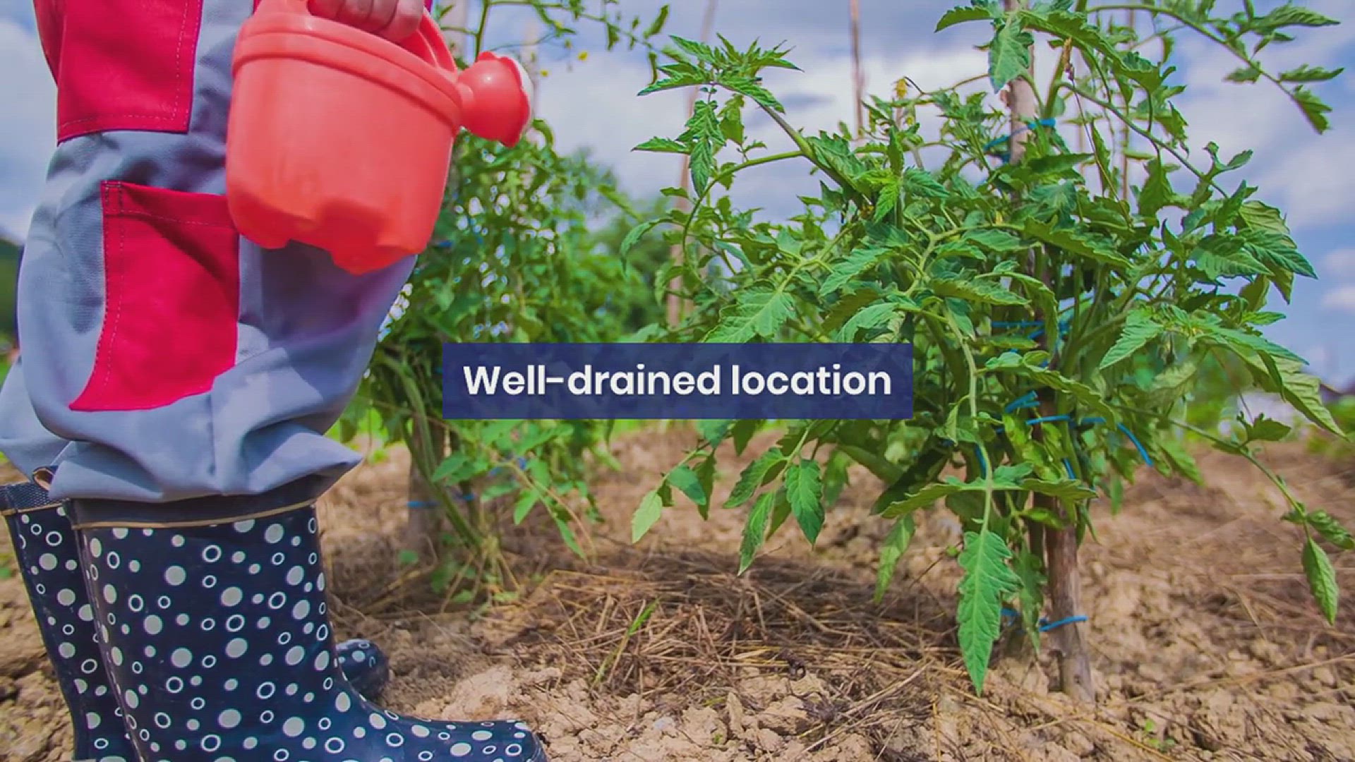 'Video thumbnail for How to Grow Monkey Grass in Your Garden'