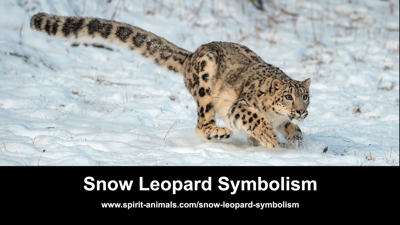 Video thumbnail for Snow Leopard Symbolism