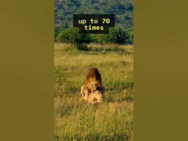 Video thumbnail for The BRUTAL Lion Honeymoon & Mating! 😱🦁 #shorts #animals