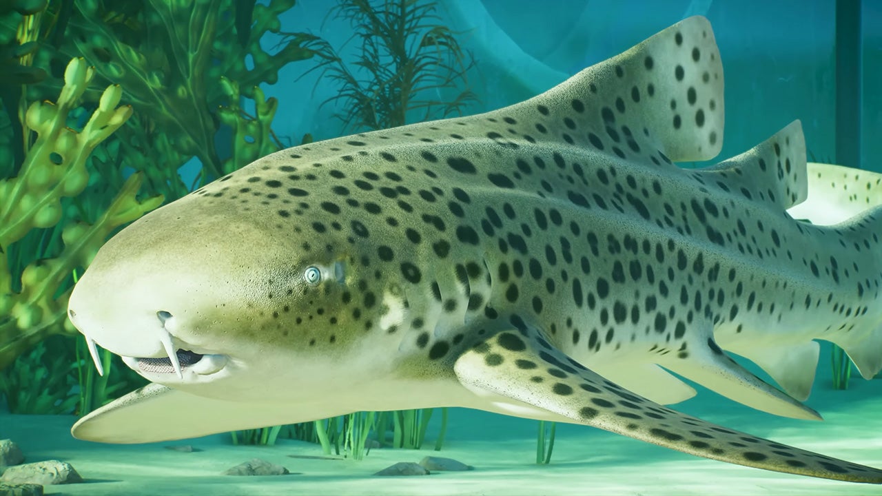 Video thumbnail for Planet Zoo 2 - Official Animal Spotlight: Indo-Pacific Leopard Shark Trailer
