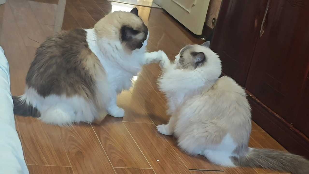 Video thumbnail for Two Ragdoll Cats Gently Paw at Each Other in Play