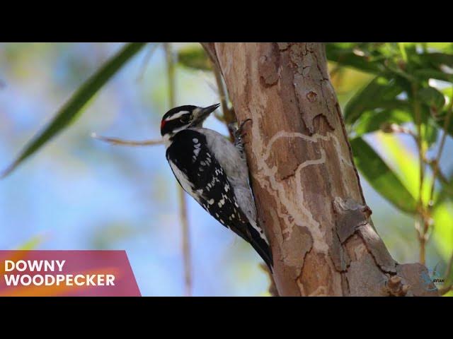 Video thumbnail for Discovering the Diversity of Woodpeckers in Missouri