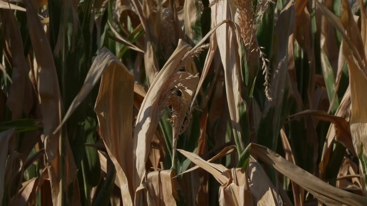 Video thumbnail for France: French livestock farmers ration feed as severe drought strains supplies.