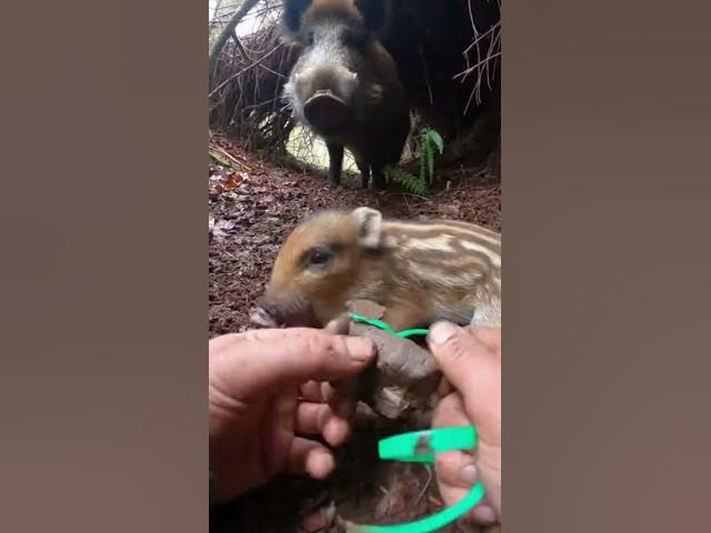 Video thumbnail for Hands Twisting Strap in a Tight Forest Den