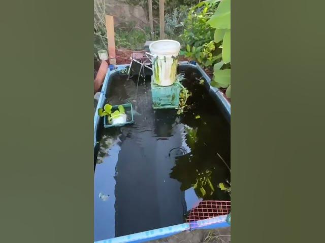Video thumbnail for Yacarés, tarántulas, tortugas, alacranes, arañas y serpientes eran vendidos por WhatsApp