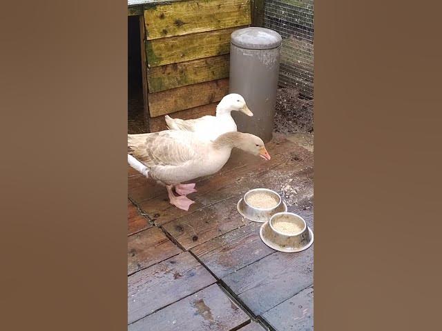 Video thumbnail for 29 June 2025