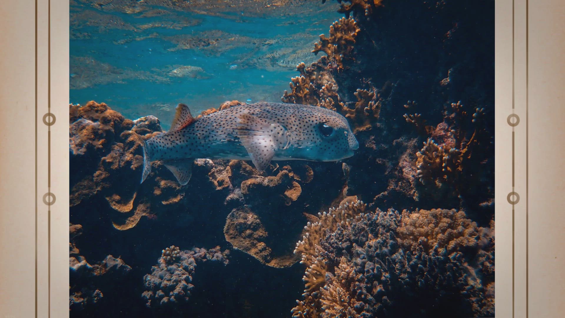 Video thumbnail for Top 10 Most Aggressive Freshwater Fishes to Keep As a Pet