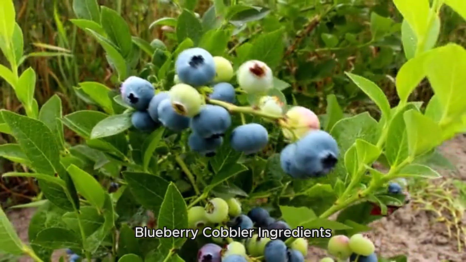 Video thumbnail for Blueberry cobbler recipe