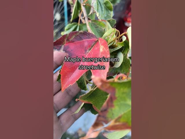 Video thumbnail for 🍁ARCE buergerianum. Golden Trident RED Maple 🥳💯 #garden #nature