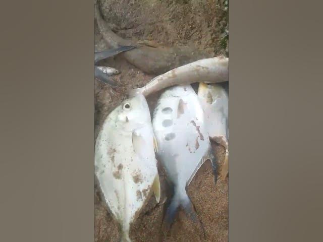 Video thumbnail for hamaliya fishing report