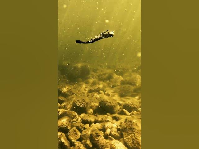 Video thumbnail for MINNOW Style Bait Underwater