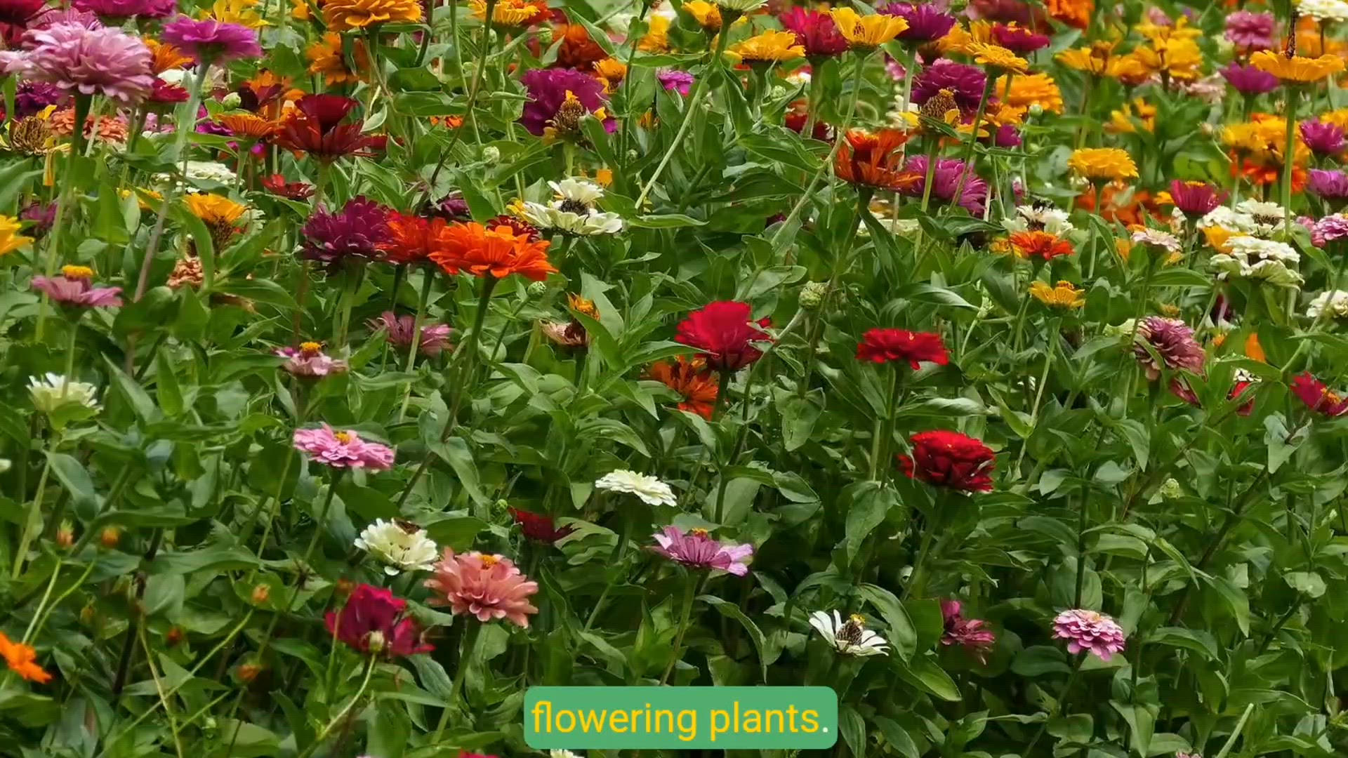 Video thumbnail for Gardening Ideas to Transform Your Home Garden