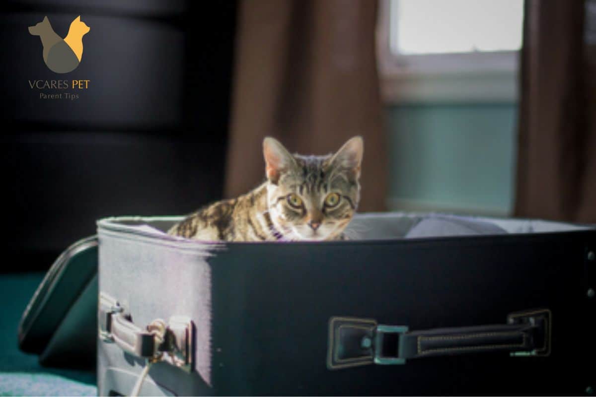 'Video thumbnail for How to Move Cats Without Stress?'