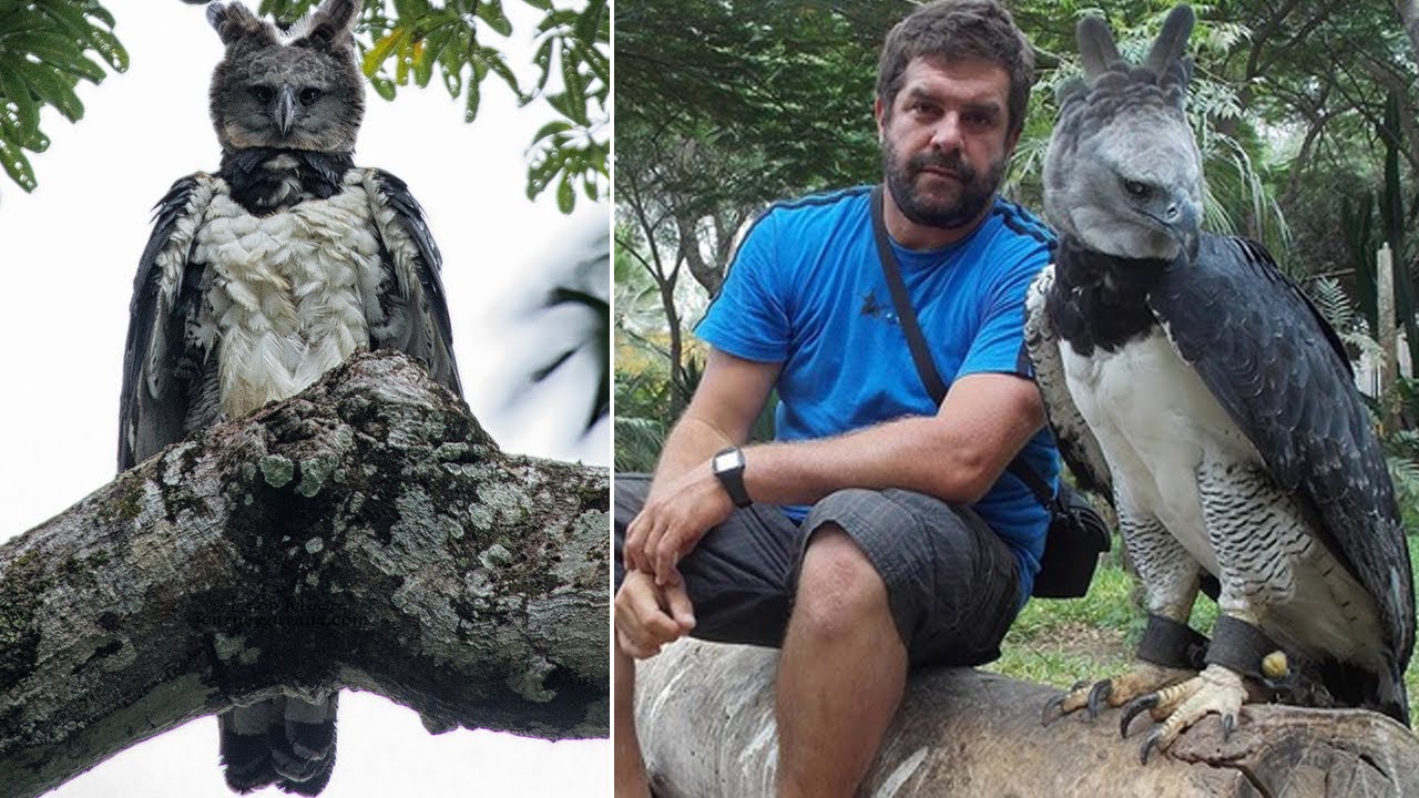 Video thumbnail for 10 of the Largest Species You’ve Probably Never Heard Of