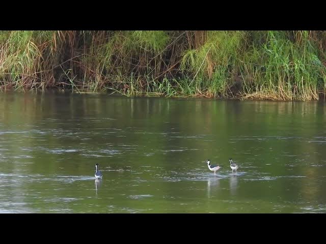 Video thumbnail for Waders In The Rio Grande