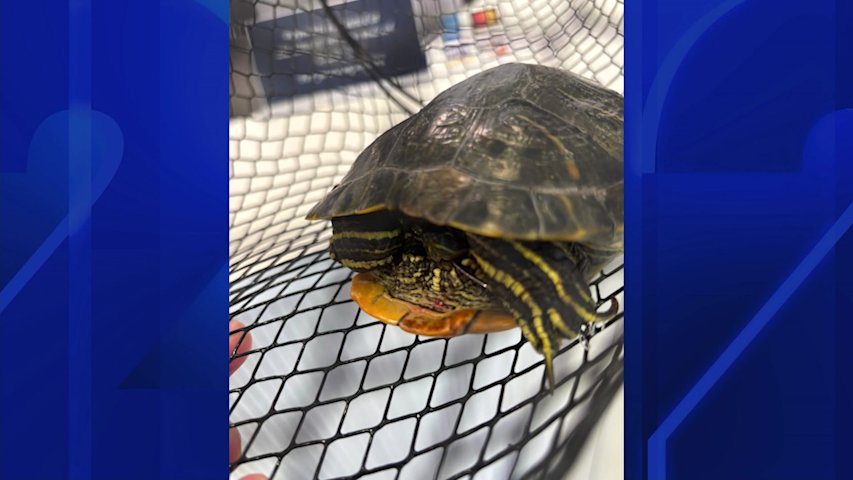 Video thumbnail for $3,000 reward offered for information in connection to tortured turtle found in Suffolk County park