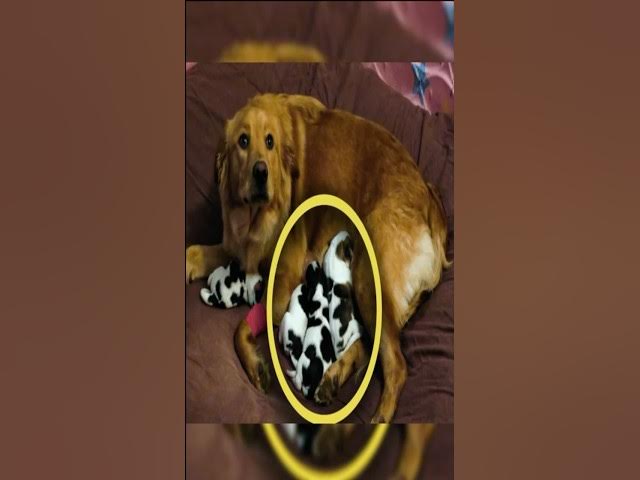 Video thumbnail for Mama Dog Looks Confused After Giving Birth To Four Baby Cows #story