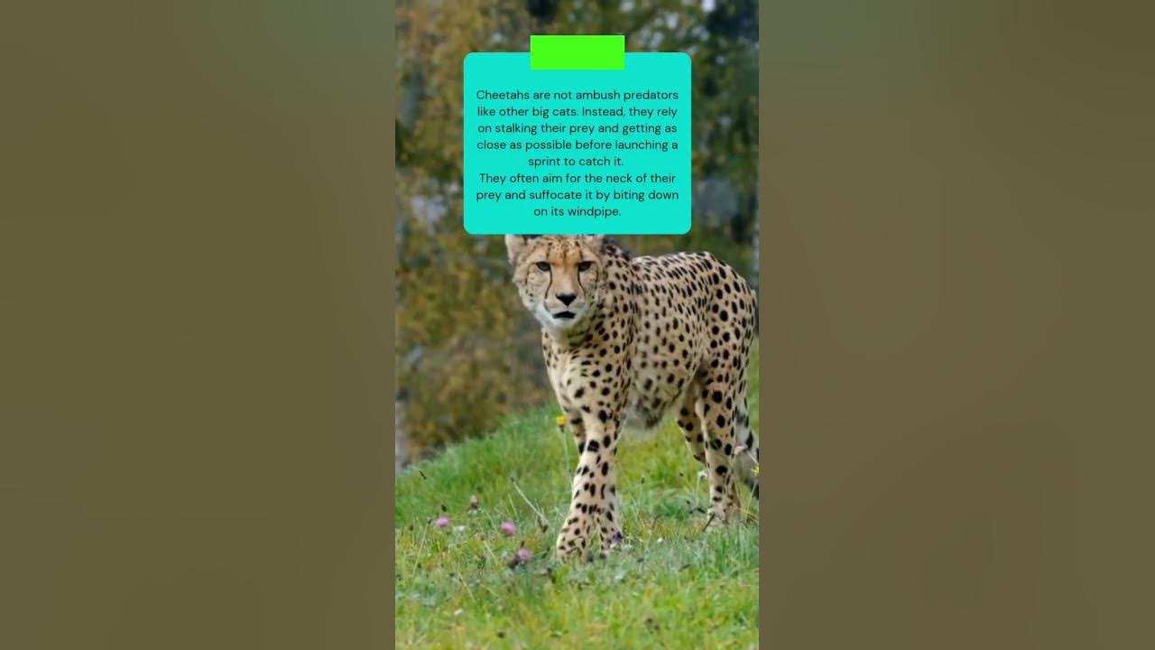 Video thumbnail for Learn how Cheetahs hunt their prey unlike other big cats #shorts