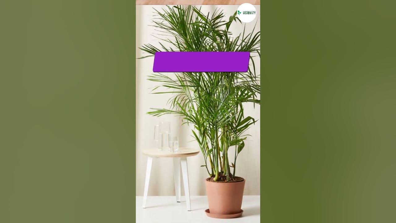 Video thumbnail for Best Indoor Plants To Clean Air #farming #herbgarden #shorts