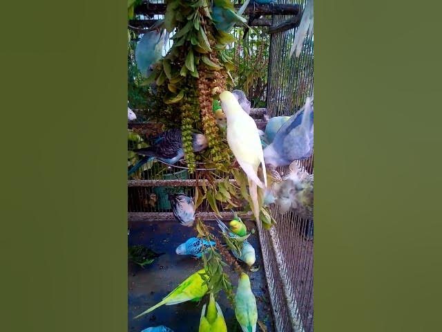 Video thumbnail for Toller Rufton für Wellensittiche, der ihn glücklich macht!!! #Vögel #Liebe #Papagei #lustig #vogel