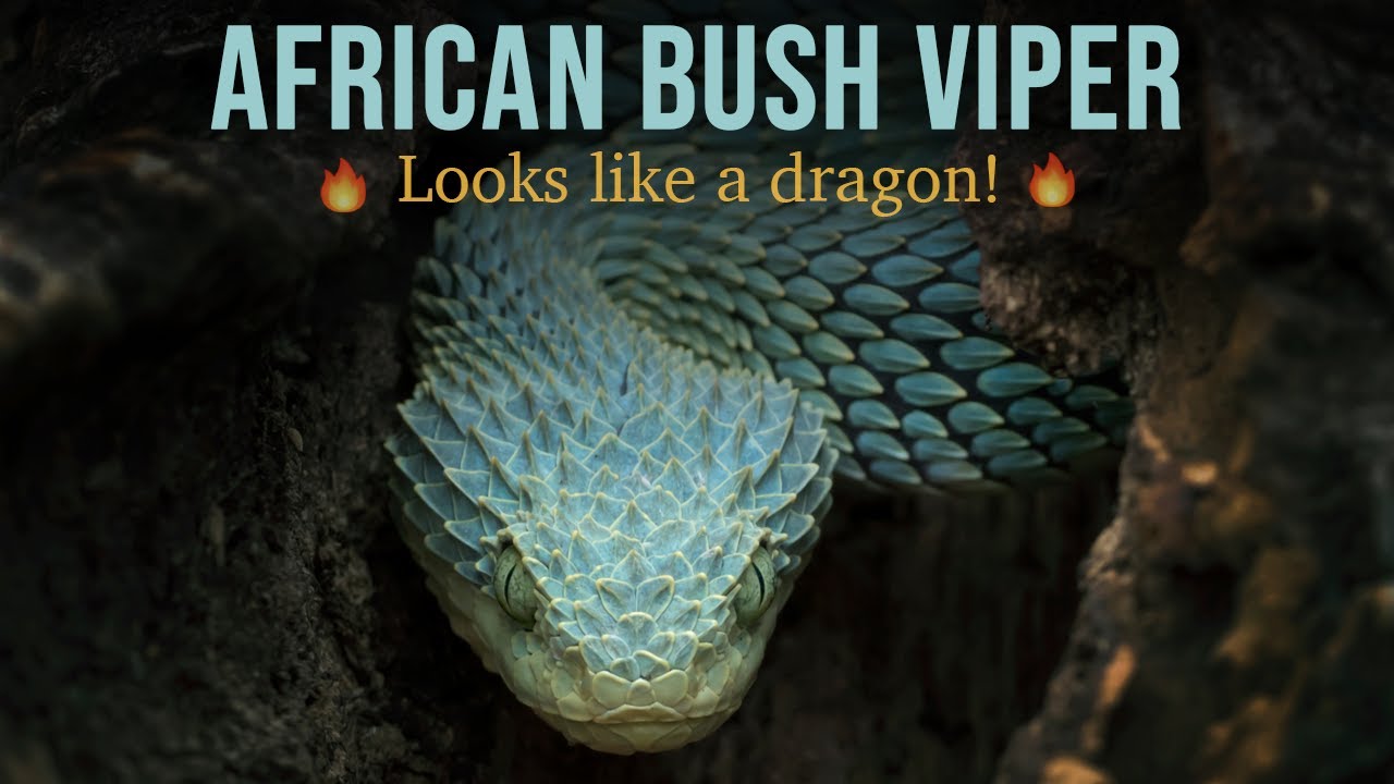 Video thumbnail for 10 Most Beautiful Snakes in the World